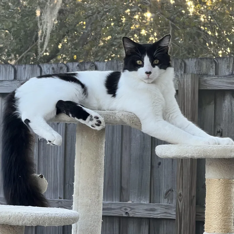 A young small-sized male Black & White / Tuxedo Tuxedo cat named Otto for adoption in Tampa, FL