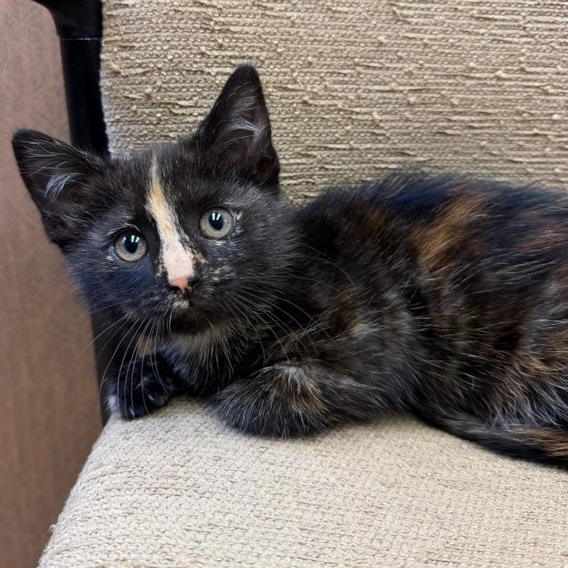 A baby small-sized female Tortoiseshell Domestic Short Hair cat named Orchid for adoption in Shelbyville, IN