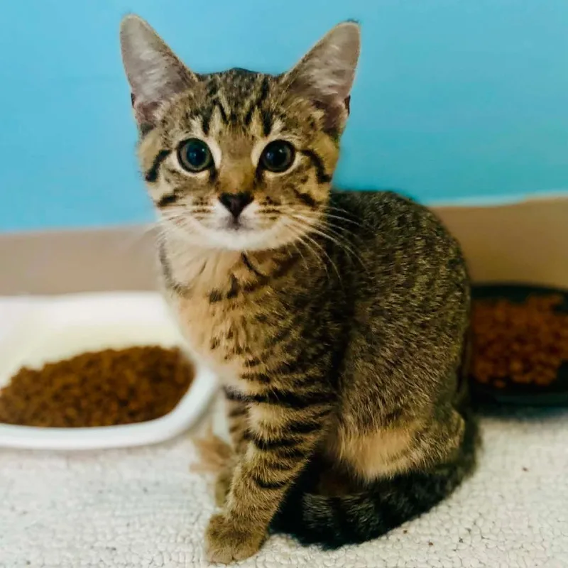 A baby medium-sized female Tabby (Buff / Tan / Fawn) Domestic Short Hair cat named Angel for adoption in Cape Girardeau, MO