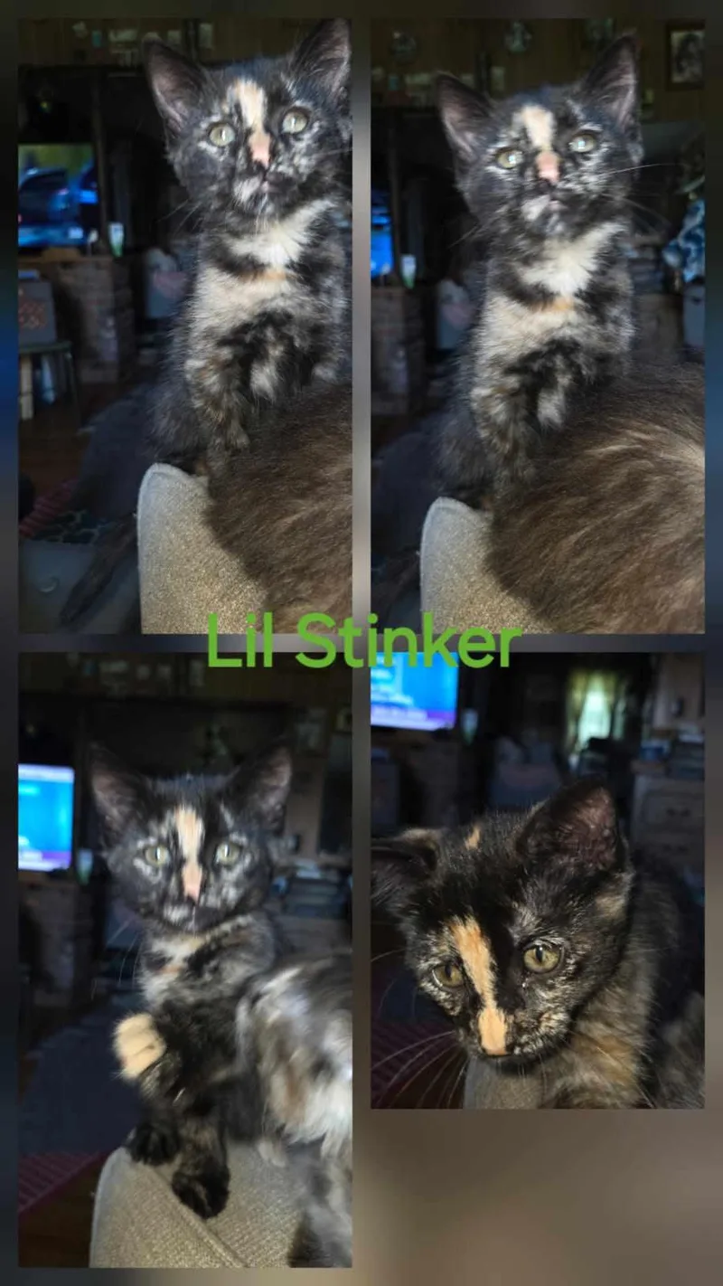 A baby medium-sized female Tortoiseshell cat named Stinker for adoption in York, NE