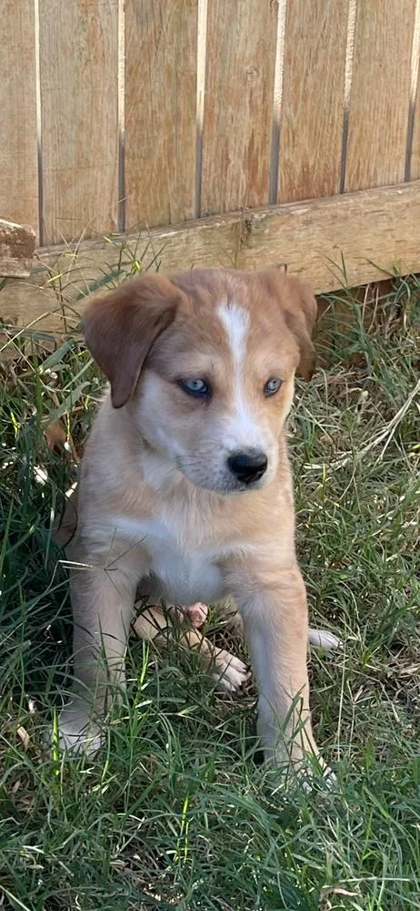 A baby medium-sized male Border Collie dog named Cowboy for adoption in Warr Acres, OK