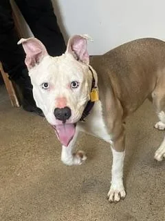 A young medium-sized female Brown / Chocolate Pit Bull Terrier dog named Flip Flop for adoption in Cleveland, OH