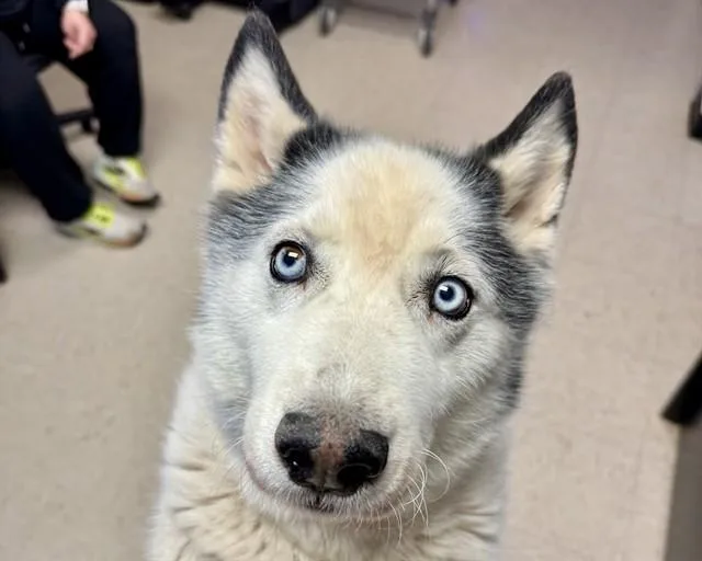 An adult medium-sized male Husky dog named Bandit for adoption in Olathe, KS