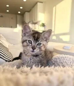 A baby small-sized female Domestic Short Hair cat named June for adoption in Seattle, WA