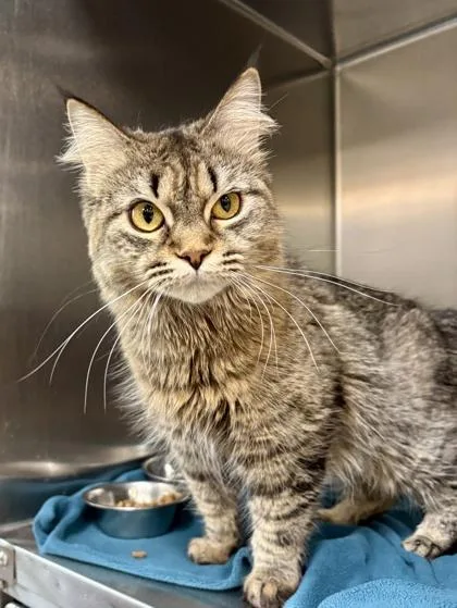 A young medium-sized female Tabby (Brown / Chocolate) Domestic Long Hair cat named Jasper for adoption in Lafayette, IN