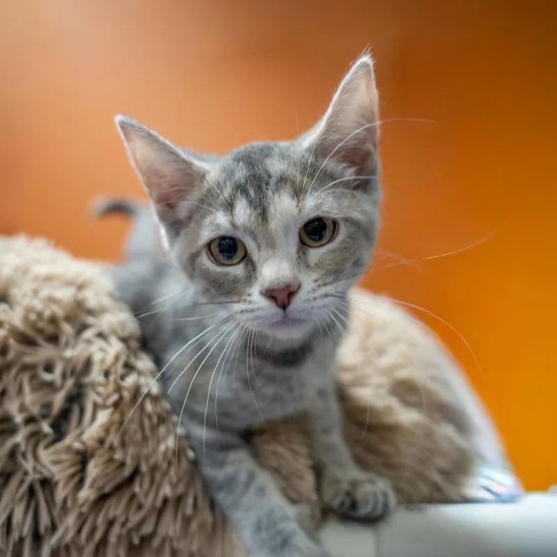 A baby small-sized female Calico Domestic Short Hair cat named April for adoption in Gainesville, GA