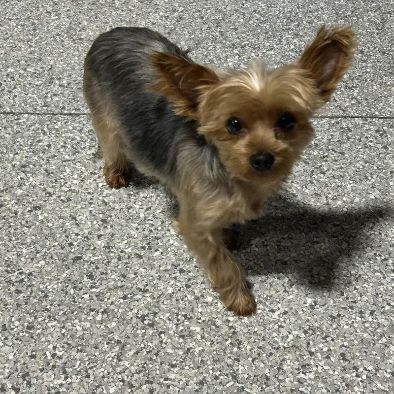 Kelsey  Lbs. Friendly thumbnail 2