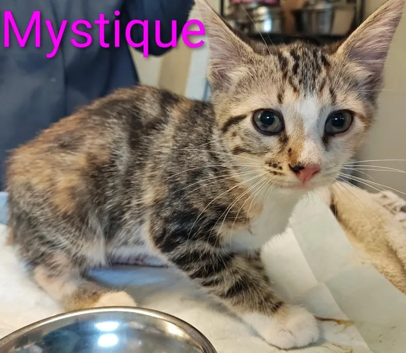 Mystique