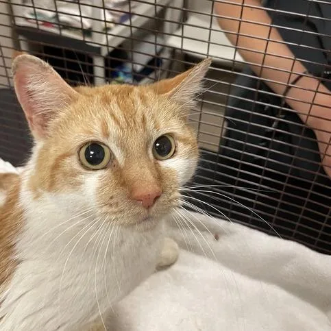 A young medium-sized female Orange / Red Domestic Short Hair cat named Ms. Ginger for adoption in Hinsdale, IL