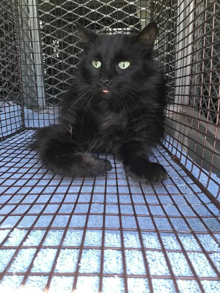A young small-sized female Domestic Long Hair cat named Reebo for adoption in New Braunfels, TX