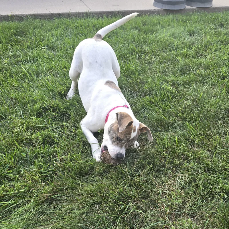 An adult medium-sized female White / Cream Terrier dog named Skye for adoption in Prior Lake, MN