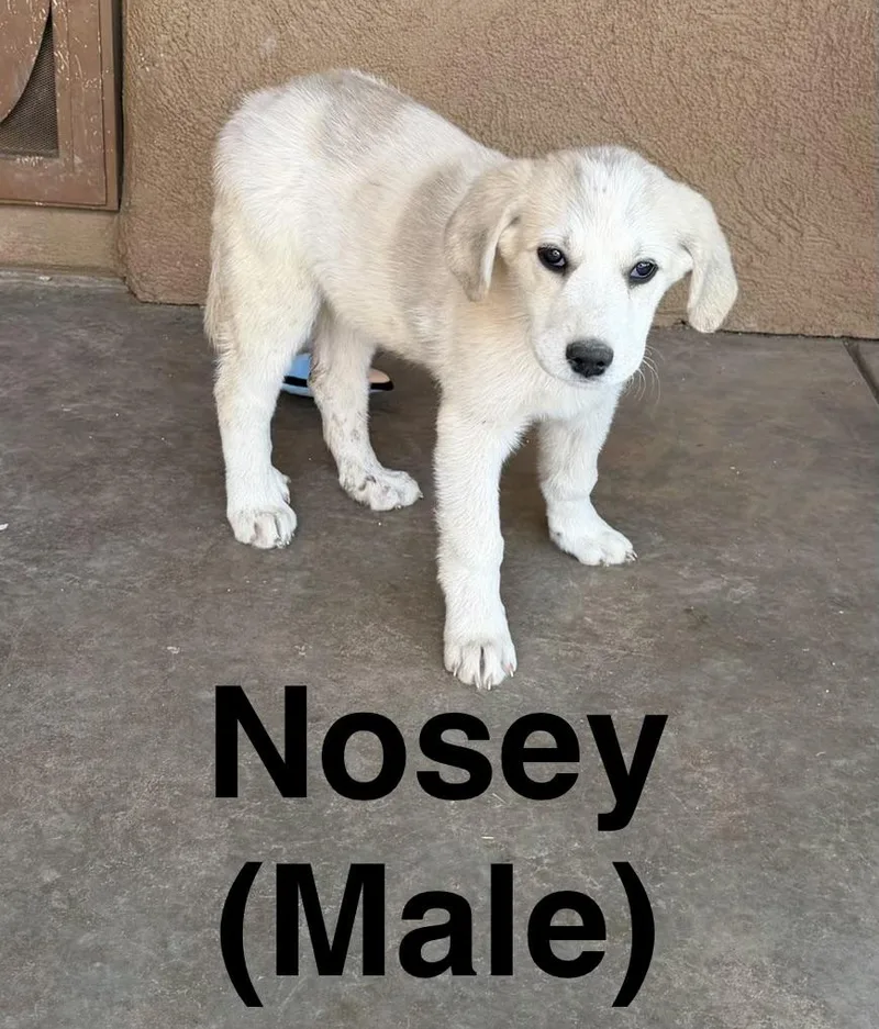 Nosey