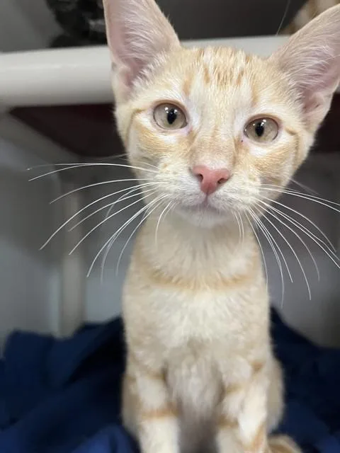 A baby medium-sized male Domestic Short Hair cat named Big Red for adoption in Boston, MA