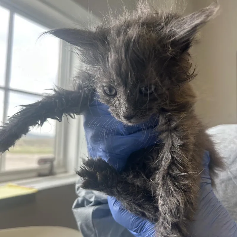 A baby small-sized male Gray / Blue / Silver Domestic Long Hair cat named Eleven for adoption in Park City, UT