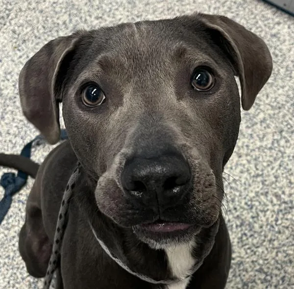 An adult large-sized male Catahoula Leopard Dog dog named Bentley for adoption in Golden, CO