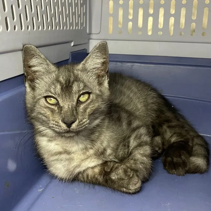 A young medium-sized male Domestic Medium Hair cat named Sylvio for adoption in Roanoke, VA