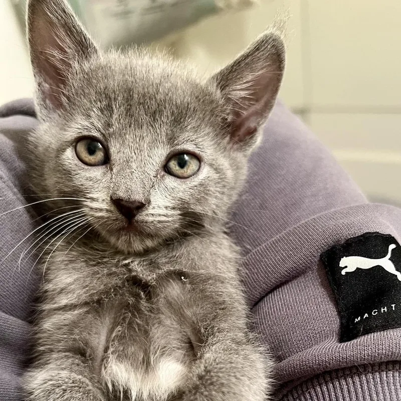 A baby small-sized female Gray / Blue / Silver Domestic Short Hair cat named Blueybob for adoption in Morgan Hill, CA