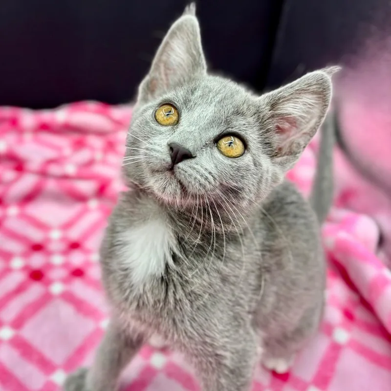 Blueybob thumbnail 2