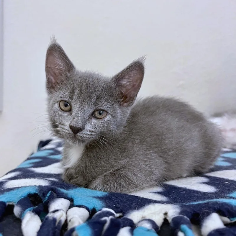 Blueybob thumbnail 3