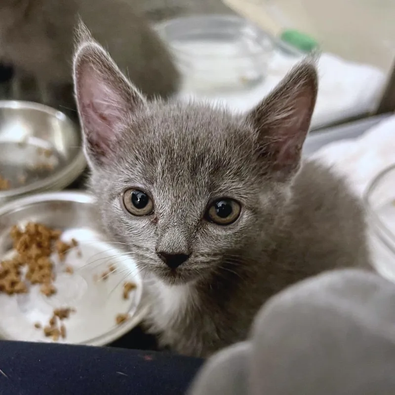 Blueybob thumbnail 4