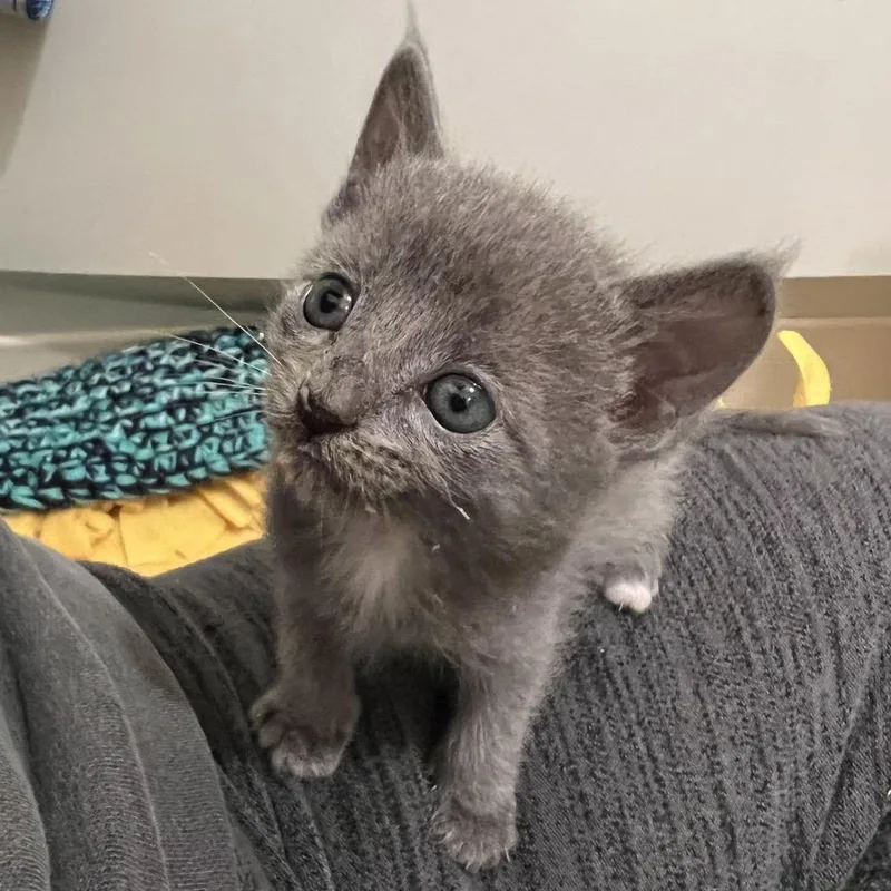 Blueybob thumbnail 5