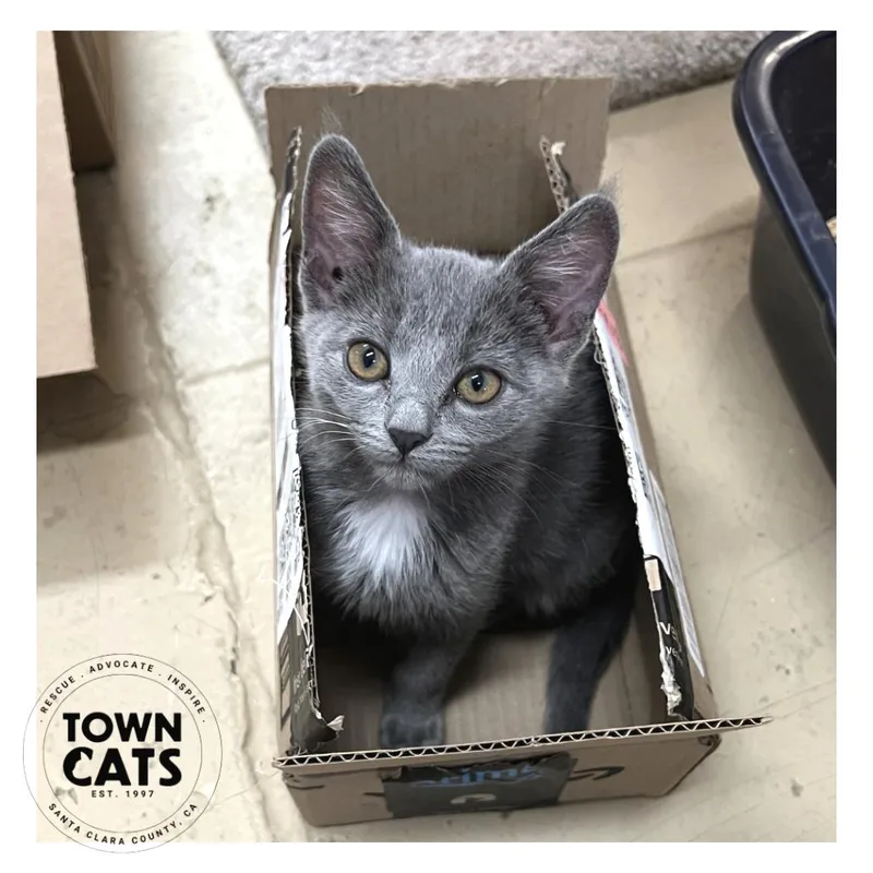 Blueybob thumbnail 6