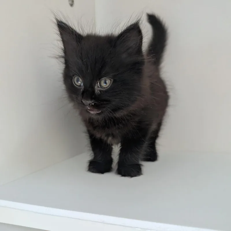 A baby small-sized female Domestic Short Hair cat named July for adoption in Greensboro, NC