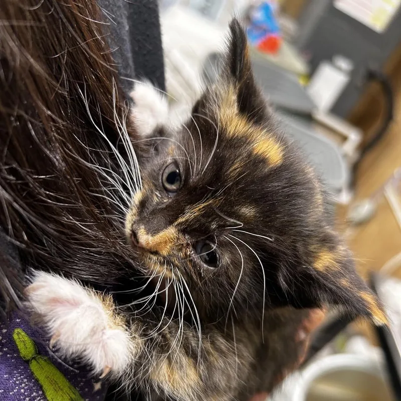 A baby small-sized female Tortoiseshell Domestic Short Hair cat named Calista for adoption in Leander, TX