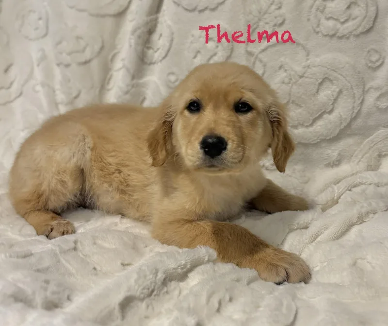 Thelma