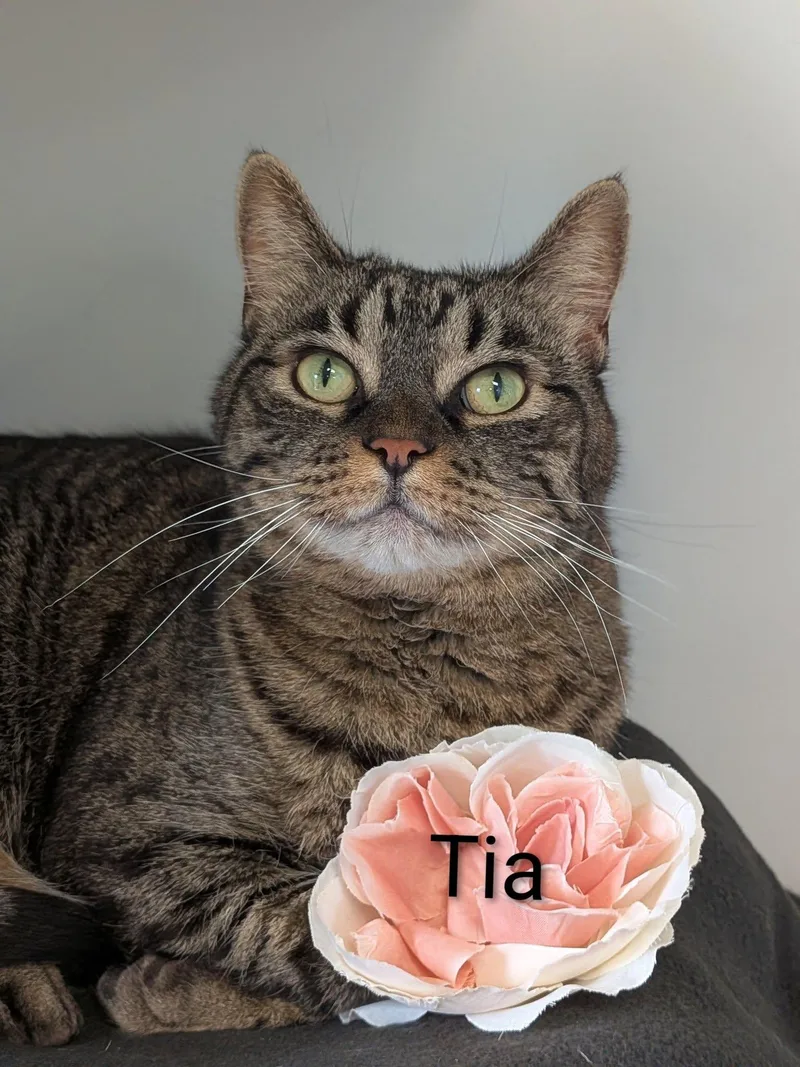 A senior medium-sized female Tabby (Brown / Chocolate) Domestic Short Hair cat named Tia for adoption in Flint, MI
