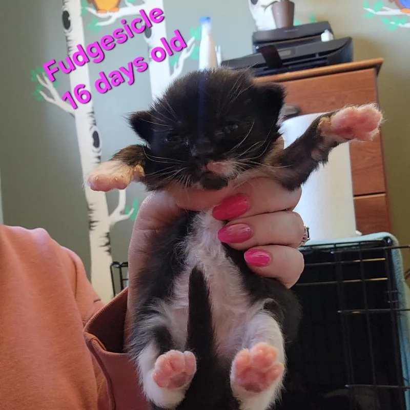 A baby small-sized female Black Domestic Long Hair cat named Fudgesicle C for adoption in Princeton, MN