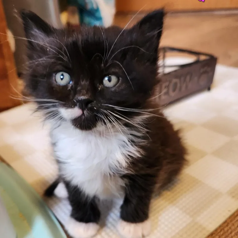 Fudgesicle C thumbnail 2