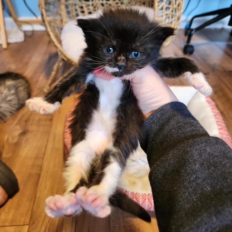 Fudgesicle C thumbnail 3