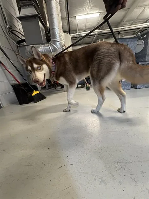 A young medium-sized male Siberian Husky dog named Summit for adoption in Huntsville, AL