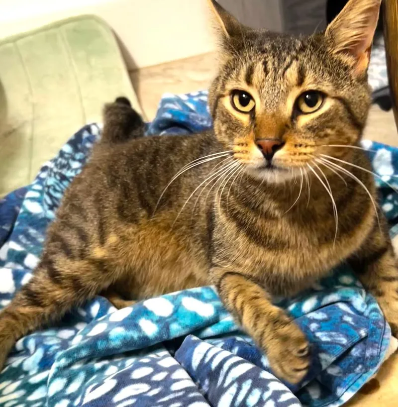 A young large-sized female Domestic Short Hair cat named Tomasita for adoption in Hardeeville, SC