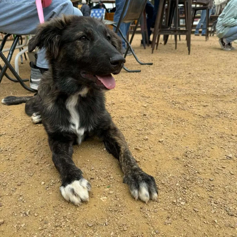 A baby large-sized female Australian Shepherd dog named Pepper for adoption in Bloomfield, CT