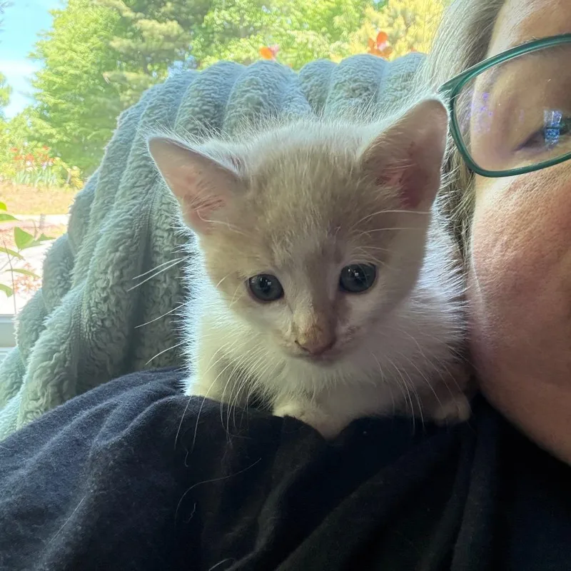 A baby small-sized male Buff / Tan / Fawn Domestic Short Hair cat named Mustang for adoption in Brevard, NC