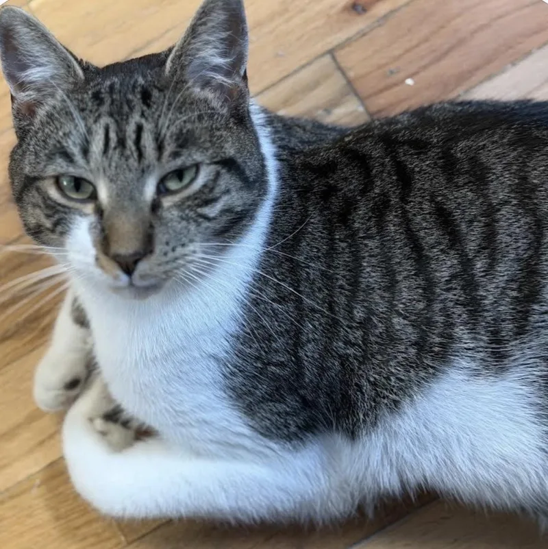 A young medium-sized male Tabby (Brown / Chocolate) Tabby cat named Henry for adoption in Buffalo, NY