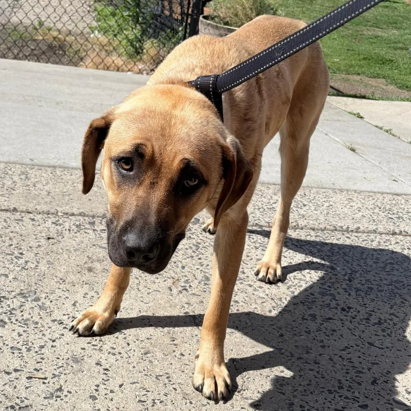 An adult medium-sized female Golden Mixed Breed dog named Antari for adoption in Philadelphia, PA
