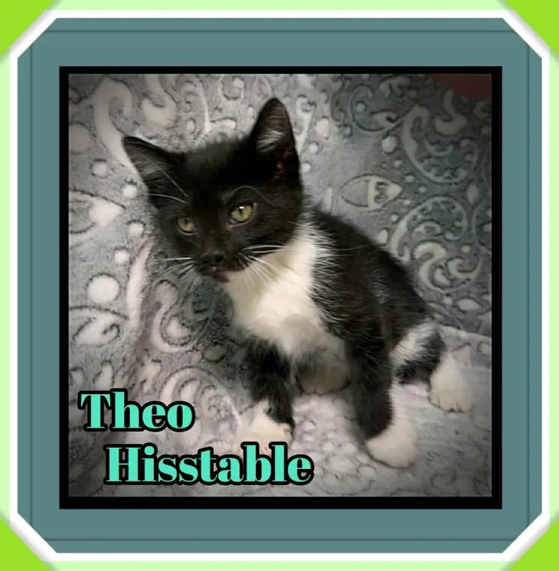 A baby small-sized male Domestic Short Hair cat named Theo Hisstable for adoption in Jacksonville, IL
