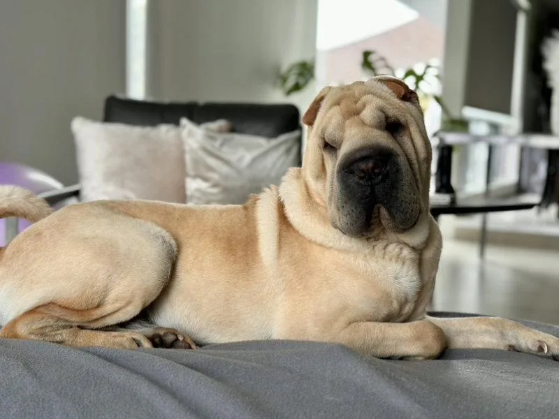 An adult medium-sized male Shar-Pei dog named Torben for adoption in Lake Forest, CA