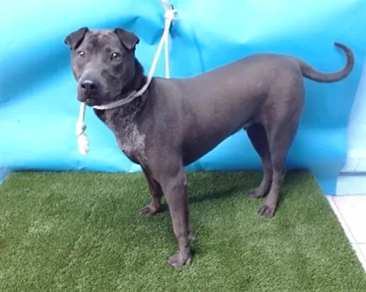 A young small-sized male Shar-Pei dog named Gus for adoption in Gardena, CA
