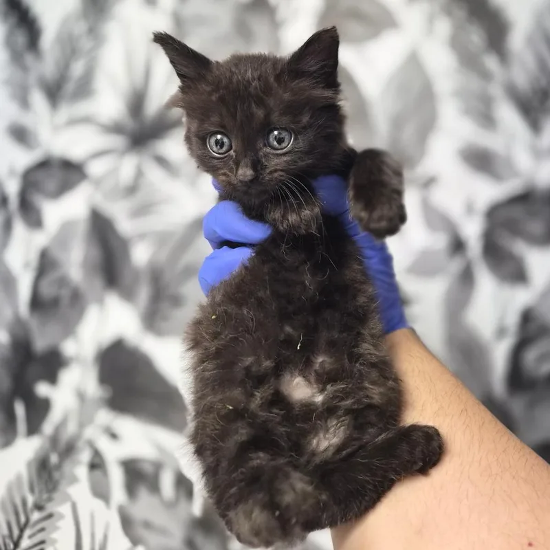 A baby small-sized female Black Domestic Long Hair cat named Elle for adoption in Wahiawa, HI