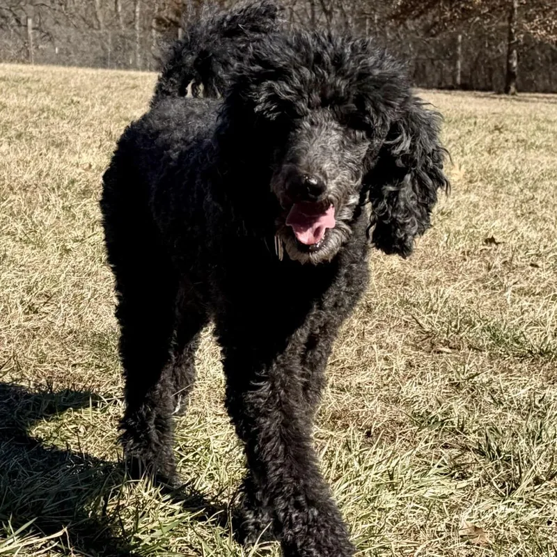 Maggie