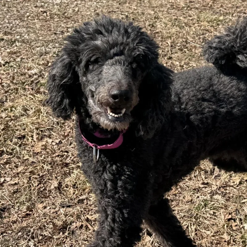 Maggie thumbnail 3