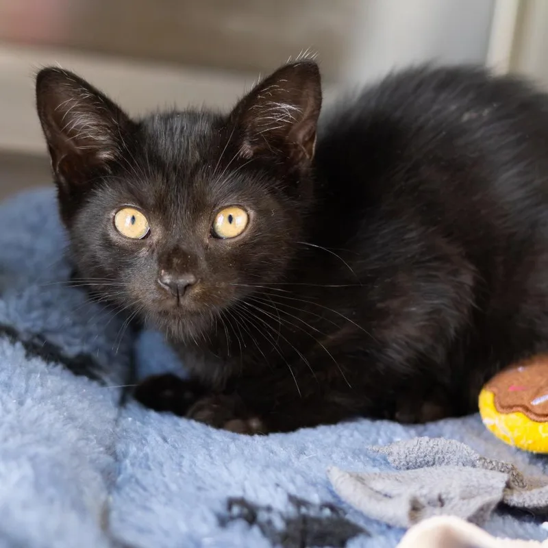 A baby small-sized female Black Domestic Short Hair cat named Frankenberry for adoption in Wilmington, DE