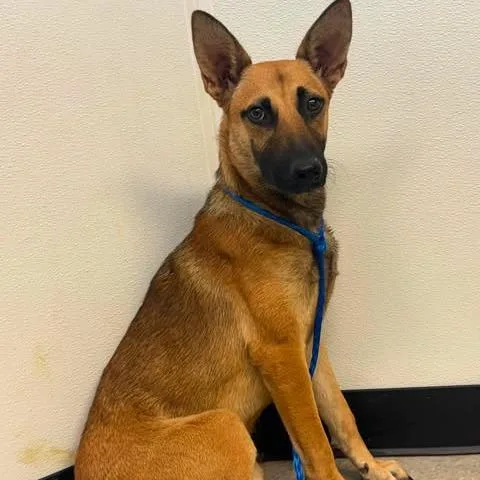 A young medium-sized female Sable Shepherd dog named Latoya for adoption in Bastrop, TX