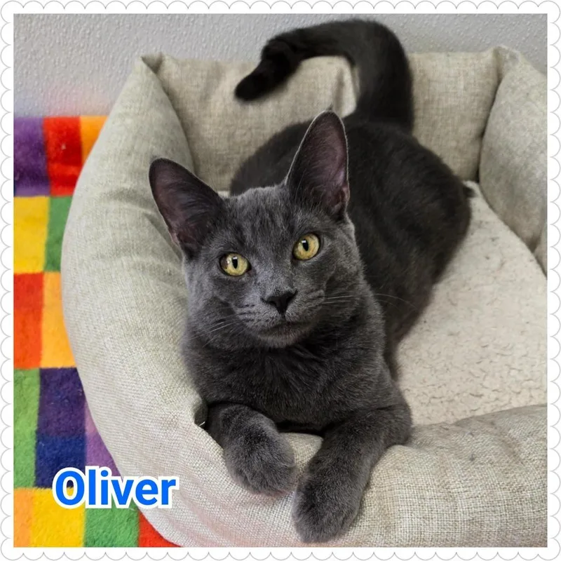 A young medium-sized male Domestic Short Hair cat named Oliver for adoption in North Saint Paul, MN