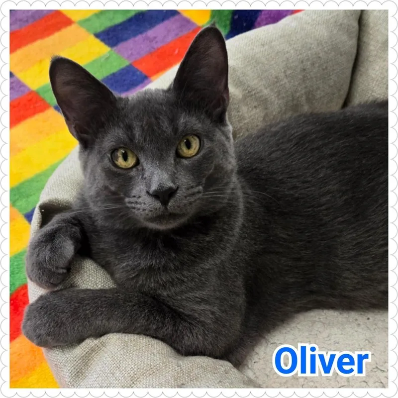 Oliver thumbnail 2