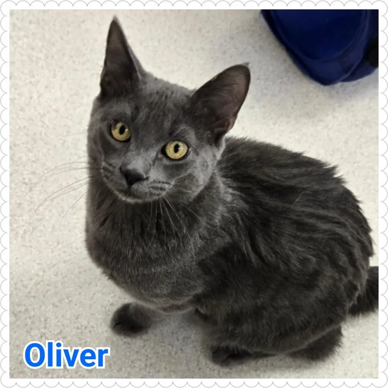 Oliver thumbnail 3